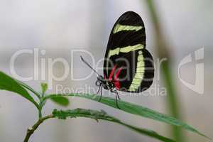 Hewitsons longwing, Heliconius hewitsoni