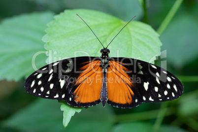 Golden longwing, Heliconius hecale