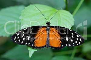 Golden longwing, Heliconius hecale