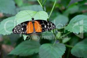 Golden longwing, Heliconius hecale