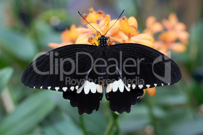 Common mormon, Papilio polytes