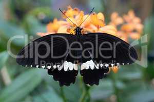 Common mormon, Papilio polytes