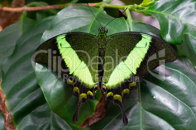 Emerald swallowtail, Papilio palinurus