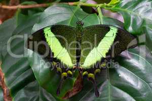 Emerald swallowtail, Papilio palinurus