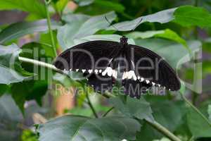 Common mormon, Papilio polytes