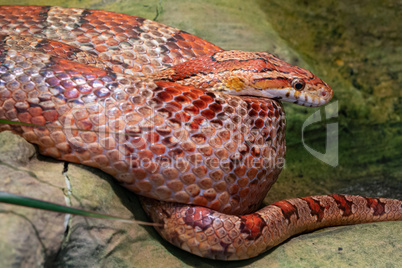 Eastern Corn Snake (Pantherophis guttatus