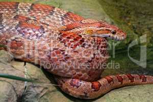 Eastern Corn Snake (Pantherophis guttatus