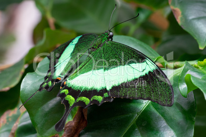 Emerald swallowtail, Papilio palinurus
