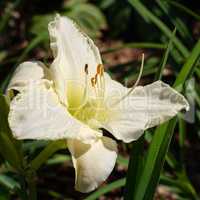 Day lily, Hemerocallis