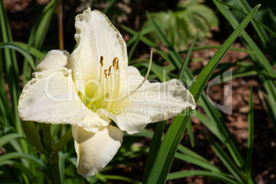 Day lily, Hemerocallis