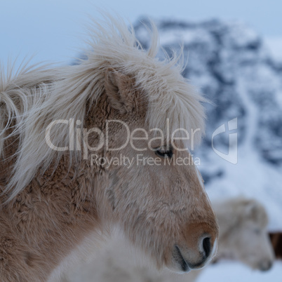 Iceland horse, Equus caballus