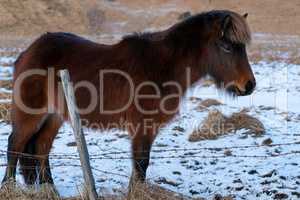 Iceland horse (Equus caballus