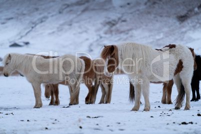 Iceland horse, Equus caballus