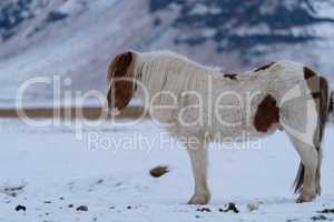 Iceland horse, Equus caballus