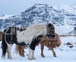 Iceland horse, Equus caballus
