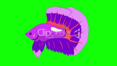 Big Purple Aquarium cockerel fish Chroma Key looped
