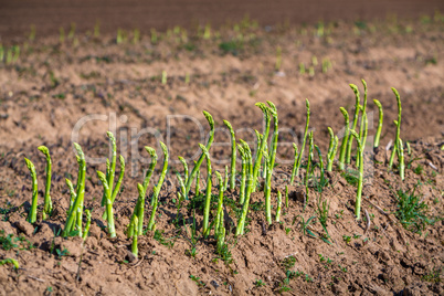 green asparagus