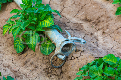 detail of a young potato plant and watering pipe