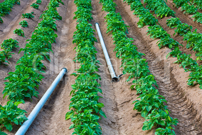 potato field with watering pipes