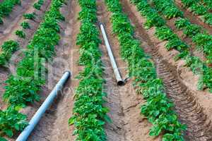 potato field with watering pipes