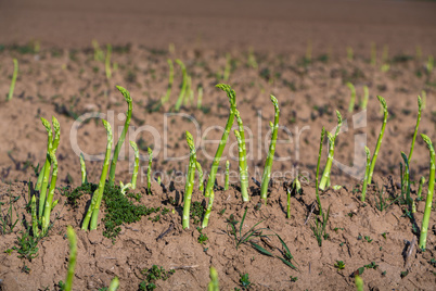 asparagus harvest on the field