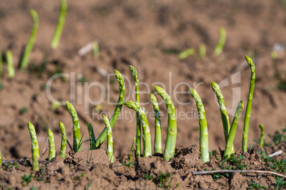 detail of green asparagus