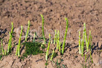 asparagus saison on the field