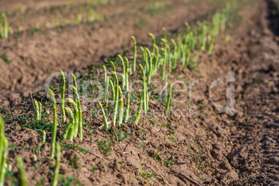 green asparagus grows on the field