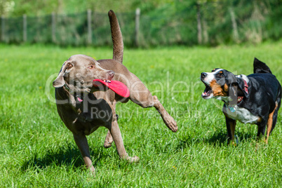 grey labrador plays with frisbee on meadow