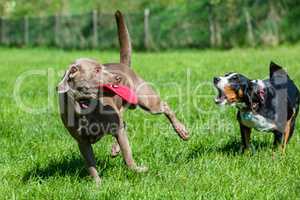 grey labrador plays with frisbee on meadow
