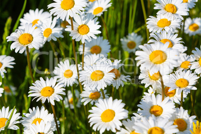 daisy flowers in detail