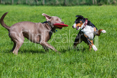 two pet dogs play together