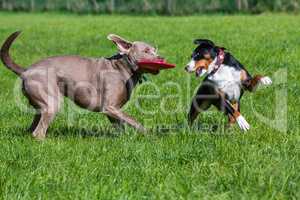two pet dogs play together
