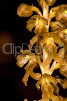 bird-nest orchid in Germany