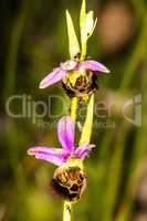 Late Spider-Orchid, Ophrys fuciflora