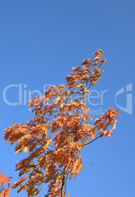 red oak leafs at autumn