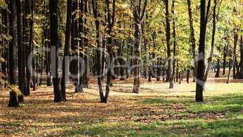 trees in autumn day