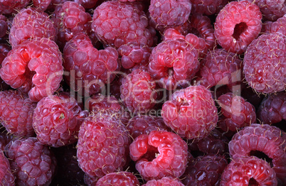 many raspberry at day