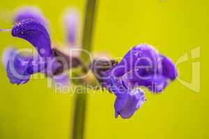 wild sage with flower