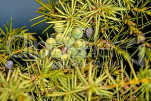 juniper berries, ripe and unripe