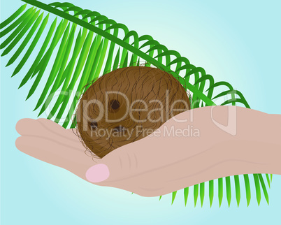 Coconut in a hand and palm leaf