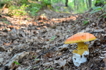 Amanita caesarea or Caesar's mushroom in oak forest