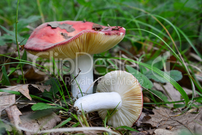 Two Russula aurora or Dawn Brittlegill mushrooms