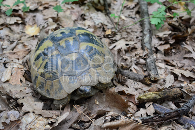 Hermann's tortoise or Testudo hermanni in oak forest