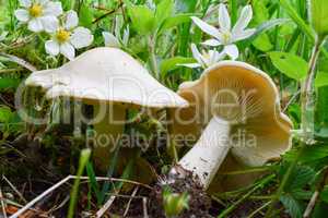 Two specimen of Calocybe gambosa or St.George's Mushrooms