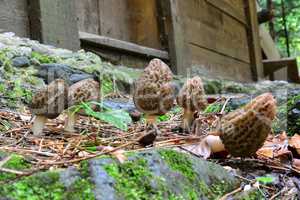 Cluster of Black morel mushrooms in front of log cabin