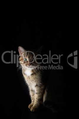 Portrait of a cat on a dark background