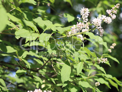 lilac at spring