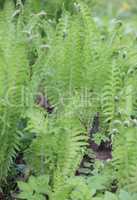 green fern at day