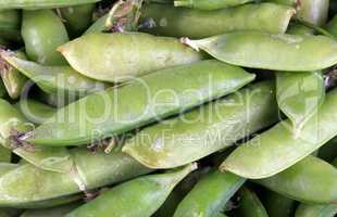 many green pea at day